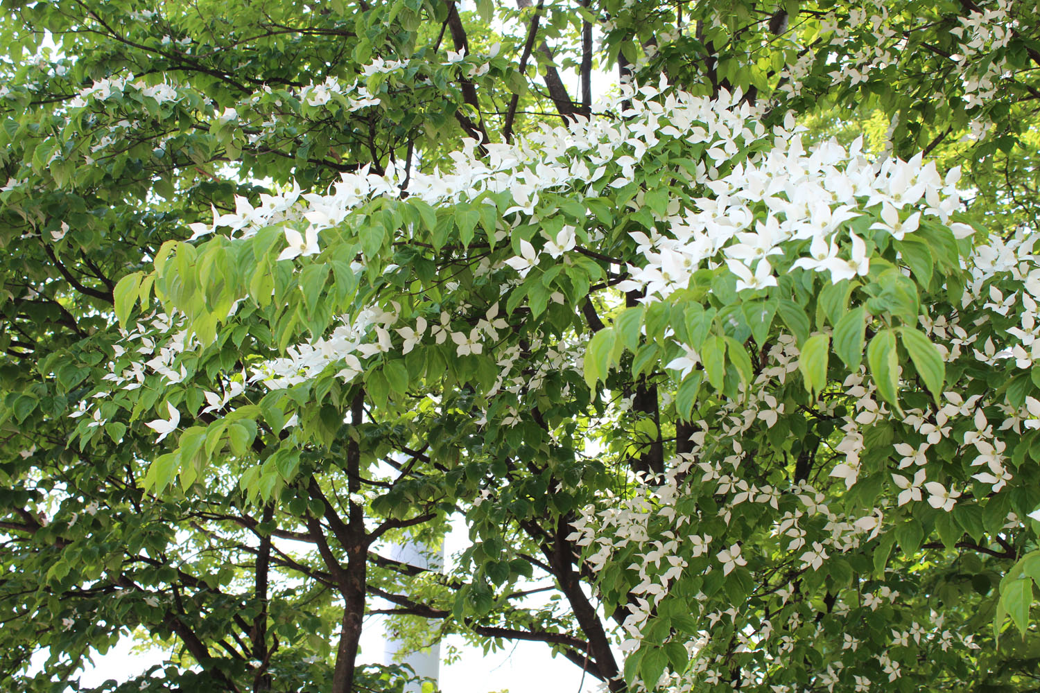 姫路市文化センター正面玄関のハナミヅキ