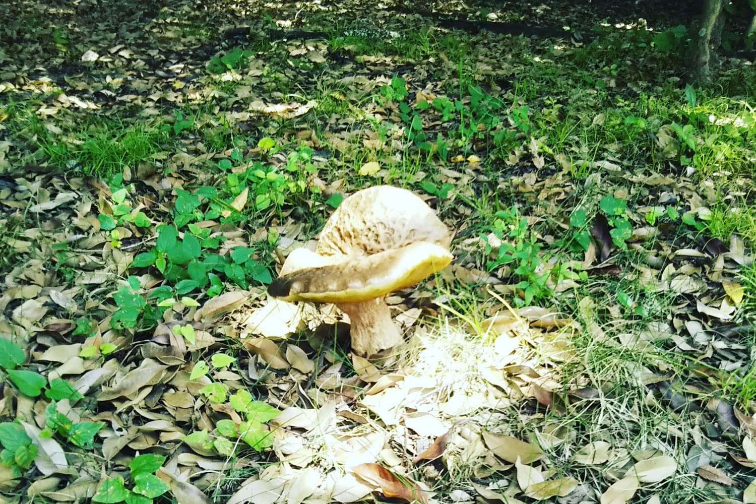 通り沿いの庭園に生える梅雨のキノコ